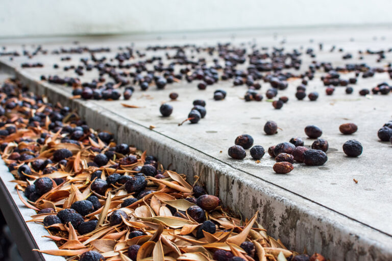 Rain gutter completely clogged with leaves and olives. Flat roof covered with black olives
